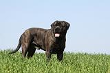 BULLMASTIFF 376